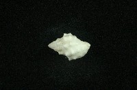 白結螺藏品圖，第2張
